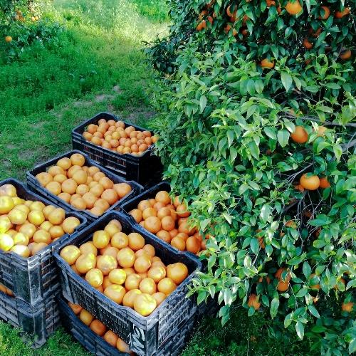 large boxes of orange harvest direct from the tree.