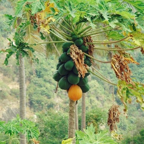 tall papaya tree with fruits hanging.